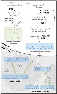 The Toughest Material in the Plant Kingdom: An Update on Sporopollenin
